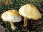 Agaricus comtulus - Fungi Species | sokos jishebi | სოკოს ჯიშები